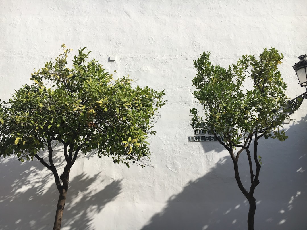 Transforming Homes: The Definitive Guide to Marbella Painters for a Luxury Finish